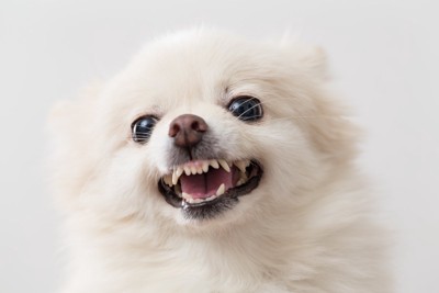 歯を剥き出す犬