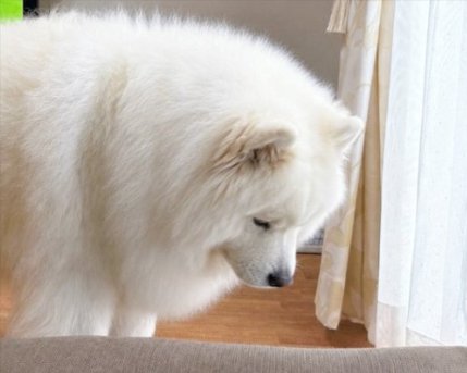 しょんぼり