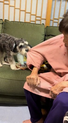 おばあちゃんの服の袖を咥えて引っ張る犬