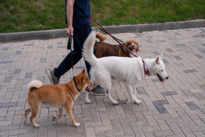 散歩する三匹の犬