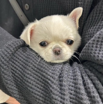 あどけないアチチちゃん