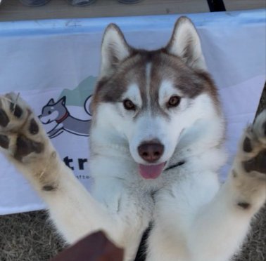 ハスキー