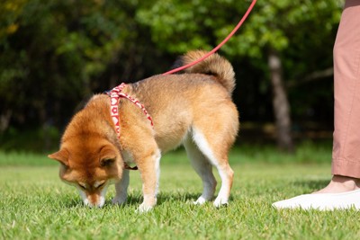 地面のニオイを嗅ぐ犬