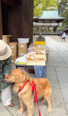 おかきをもらう大型犬