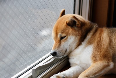 元気のない柴犬