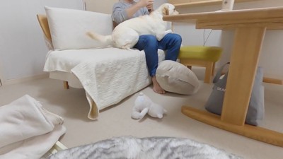 無視してパパさんに甘え始めました！
