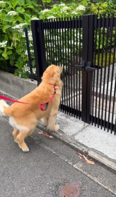 門の中を覗いている大型犬
