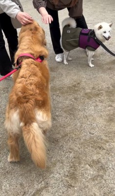 観光客と触れ合う大型犬