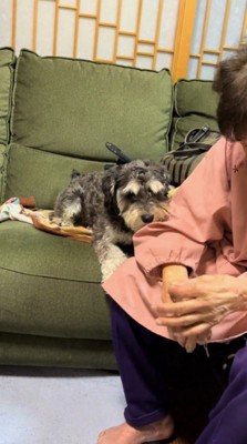 おばあちゃんの手を見つめる犬