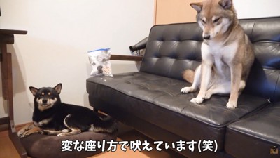ぴょん吉くんはキョトン