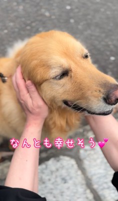 嬉しそうな大型犬