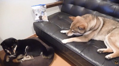 オヤツを食べるおはぎちゃん