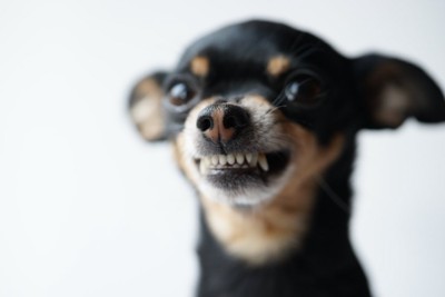歯を剥き出しにしながら見つめる犬