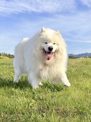 ニコニコ