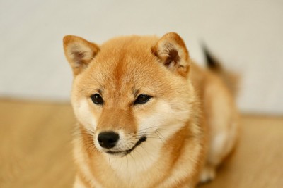 こちらを見つめる柴犬