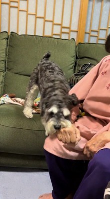 おばあちゃんの手に口を近づける犬