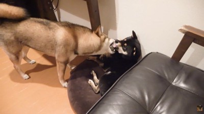 「ありがとう」の伝え方が独特！