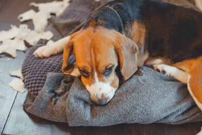クッションを破壊する犬