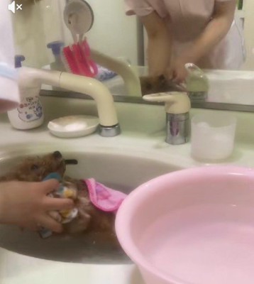トイプードルのチョコちゃん！
