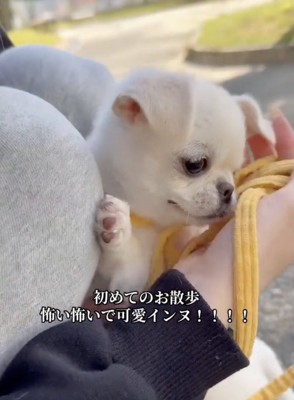 「いってみようかな」