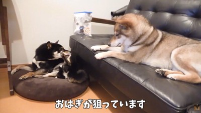 「食べないなら譲って欲しいな～」