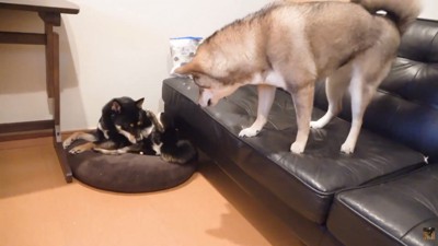 「ちょうだい！」と吠えたら…