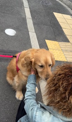 小さい頃からの友達に撫でてもらう大型犬