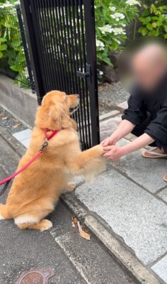 お手を披露する大型犬