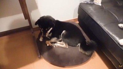 1粒残しているぴょん吉くん