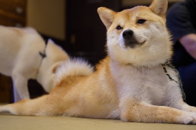 お尻をかがれる犬
