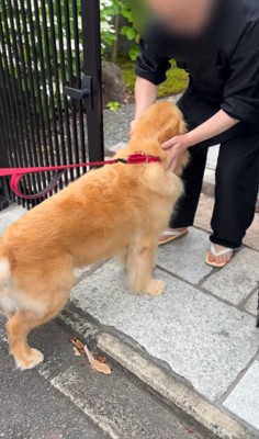和尚さんに撫でてもらう大型犬