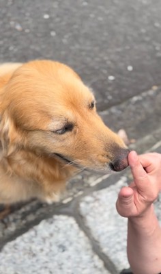 大型犬の鼻に優しく触れる和尚さん