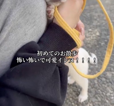 念願のお散歩デビュー!