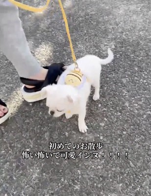 がんばれるかな?