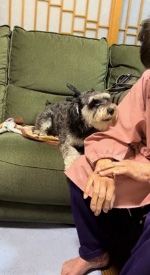 おばあちゃんの顔を見つめる犬