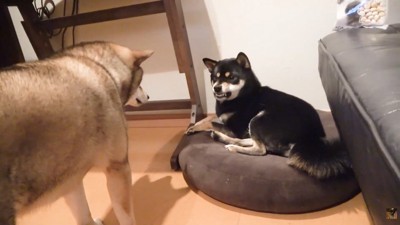 「あげないよ！」と歯をムキッ
