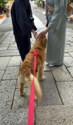観光客と触れ合う大型犬