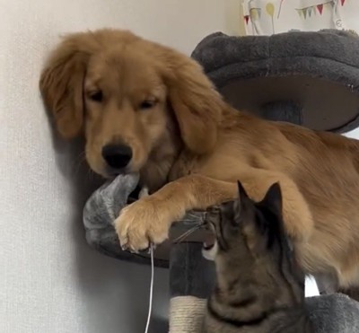 顔を近づける犬と猫