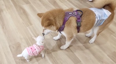 鼻を近づけあう子犬と柴犬
