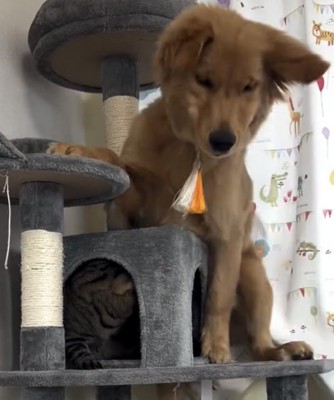 体勢を変える犬