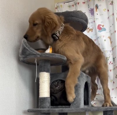 足を下ろす犬と隠れる猫