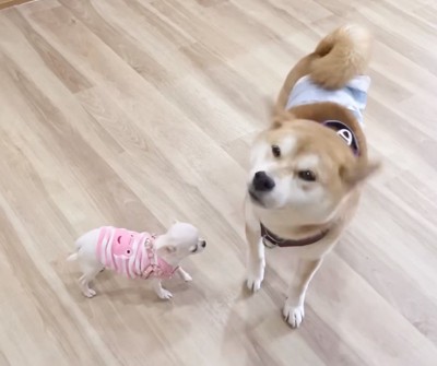 柴犬に近づく子犬