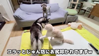 犬のお尻を叩く猫