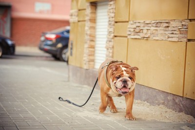 リードを引きずって歩く犬