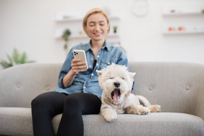 女性の隣であくびをする犬