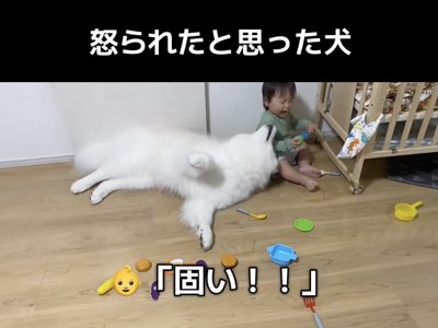 ペロペロしようとしています