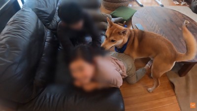 ソファから転がり落ちるお姉ちゃん