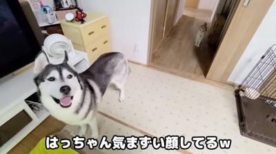 口を開けて視線を動かす犬