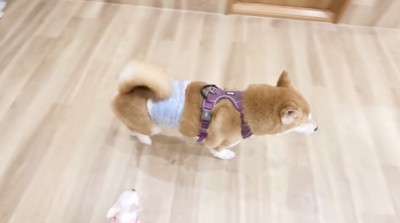 子犬の前を横切る柴犬