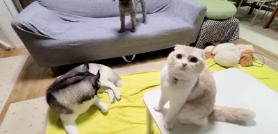 リビングでくつろぐ犬と猫